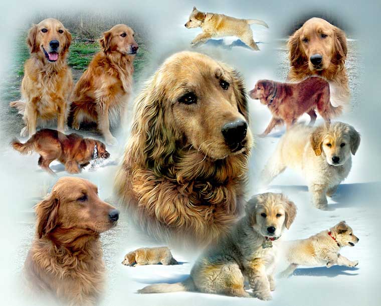 Golden Retriever Montage
